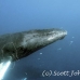 whale_humpback_h_00178_dom3577.jpg